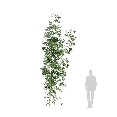 Bambusa multiplex fernleaf 09