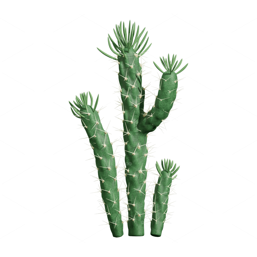 Xerophyte Plants 3D Models