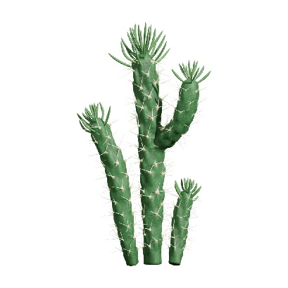 Xerophytes Austrocylindropuntia subulata 01