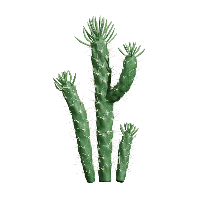 Austrocylindropuntia subulata 01