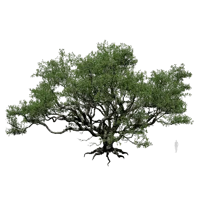 Quercus agrifolia 02
