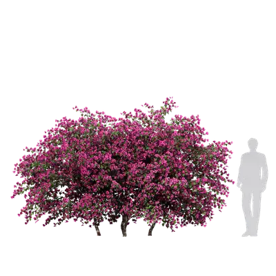 Bougainvillea 05