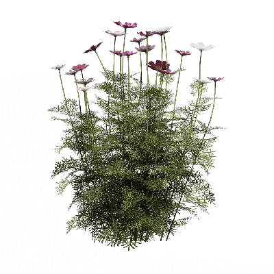 Allium aflatunense 05