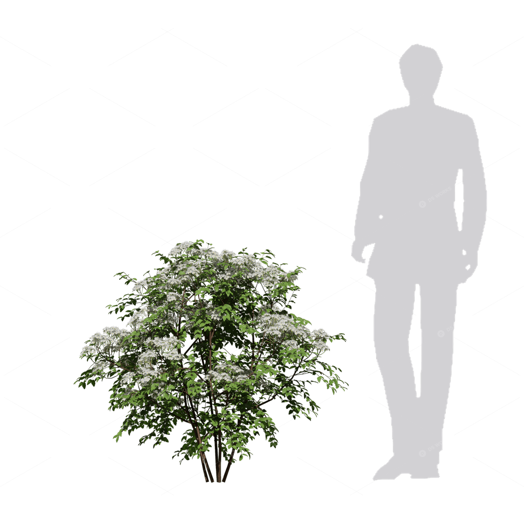 Shrubs 3D Models