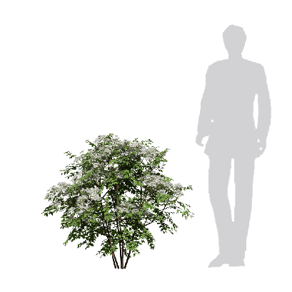 Shrub Spiraea henryi Hemsl 01