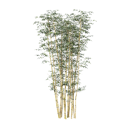 Bamboo Phyllostachys aureosulcata 01