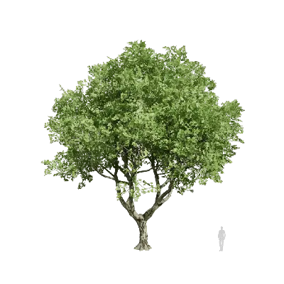 Platanus orientalis 07 3d model