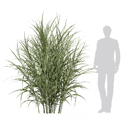 Grass Miscanthus sinensis Variegatus 03