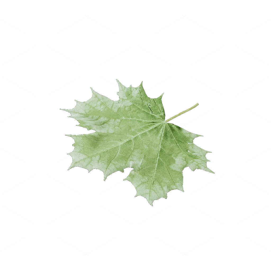 Other Botanicals 3D Models