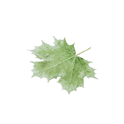 Other Plants leaf 14