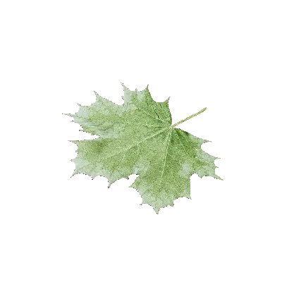 leaf 14 3d model