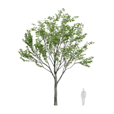 Zelkova serrata 09 3d model