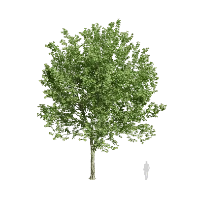 Platanus orientalis 05