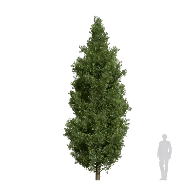 PLatycladus orientalis 04 3d model