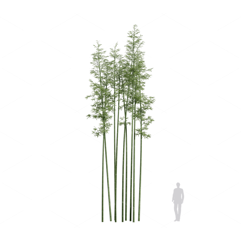 Other Botanicals 3D Models