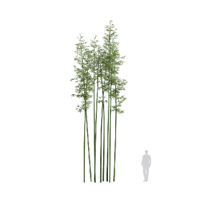 Bamboo Bambusoideae 05