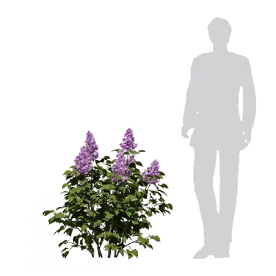 Syringa vulgaris 03 3d model