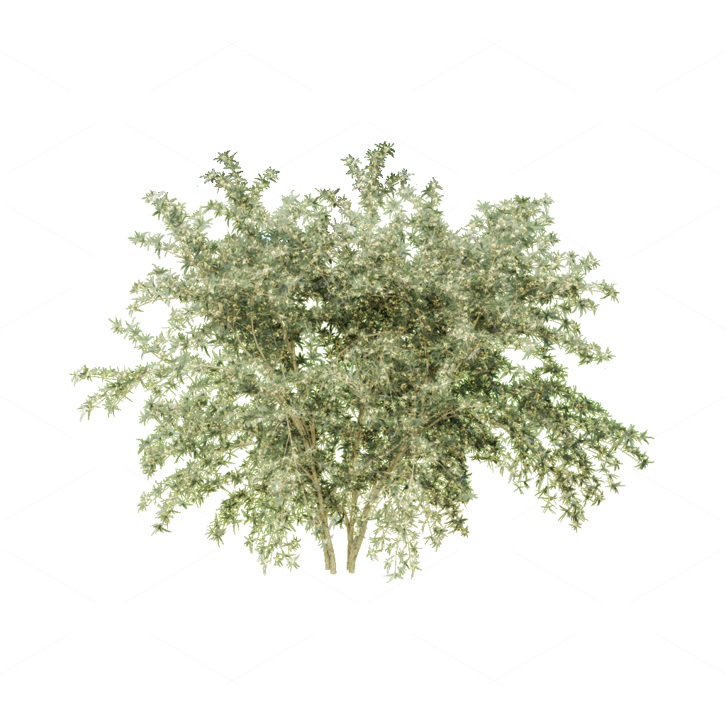 Shrubs 3D Models