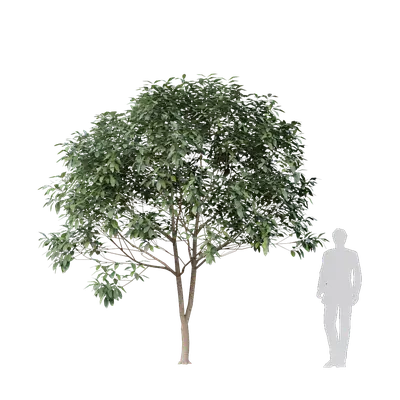 Osmanthus fragrans 02