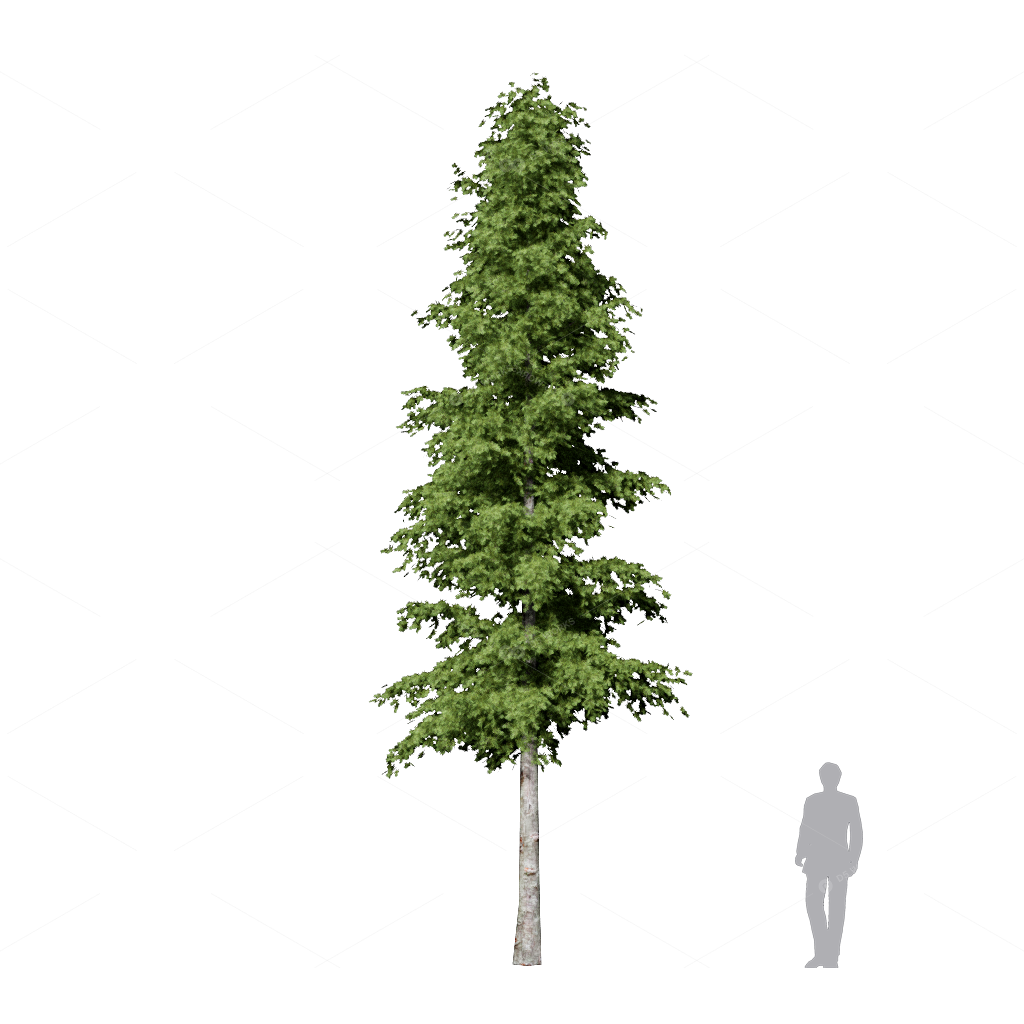 Trees 3D Models