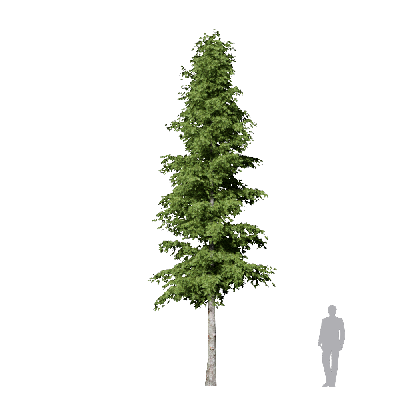 Coniferous Tree Metasequoia glyptostroboides