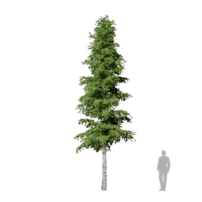 Metasequoia glyptostroboides