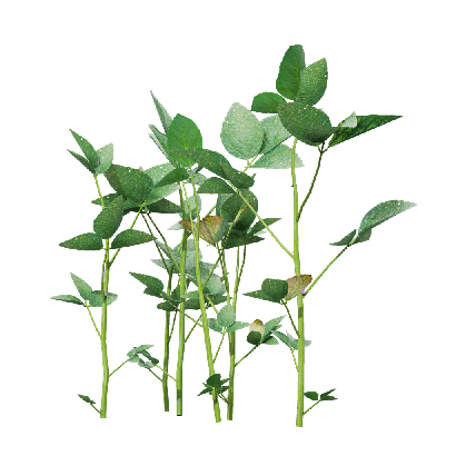 Crops Glycine max 03
