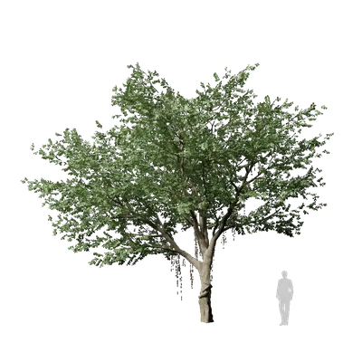 Ficus microcarpa 05 3d model