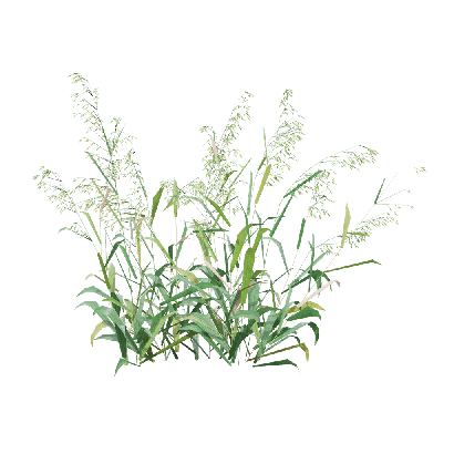 Crops Avena sativa 07