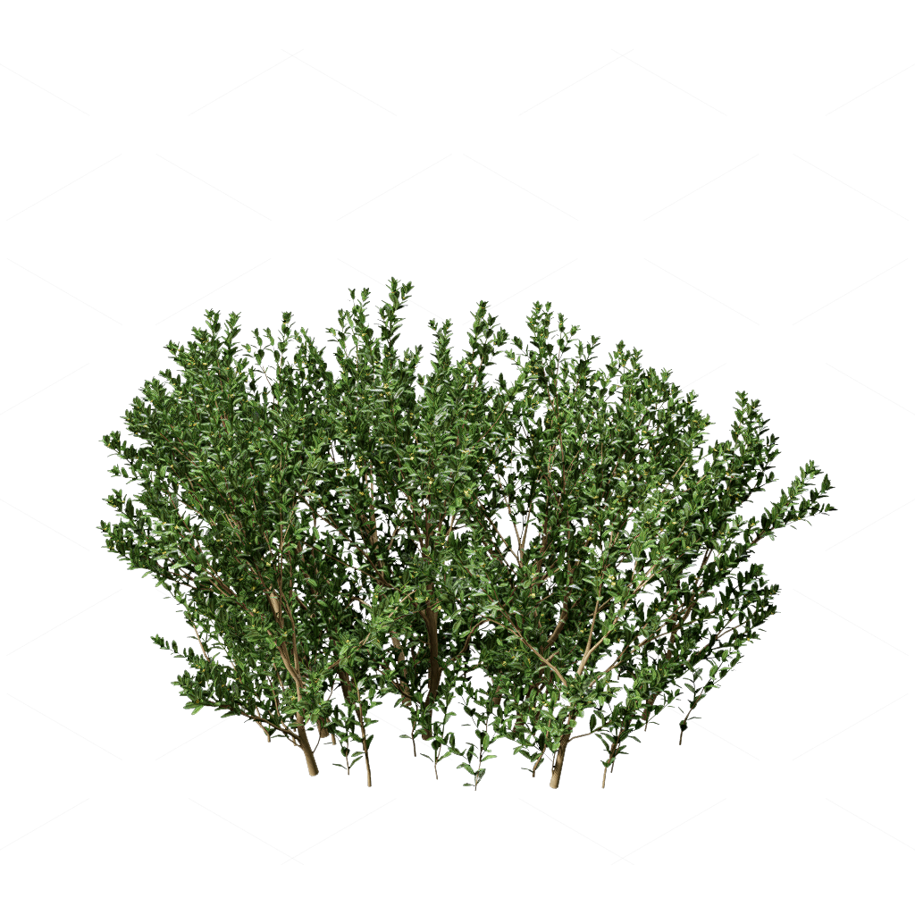 Shrubs 3D Models