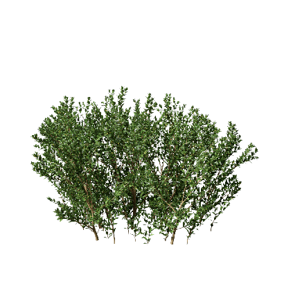 Shrub Buxus sempervirens 06