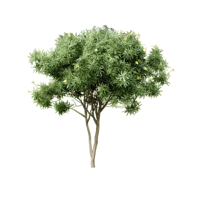 Cascabela thevetia 08