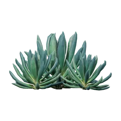 Senecio serpens 06