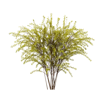 Forsythia suspensa 01 3d model