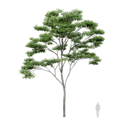 Albizia falcataria 03