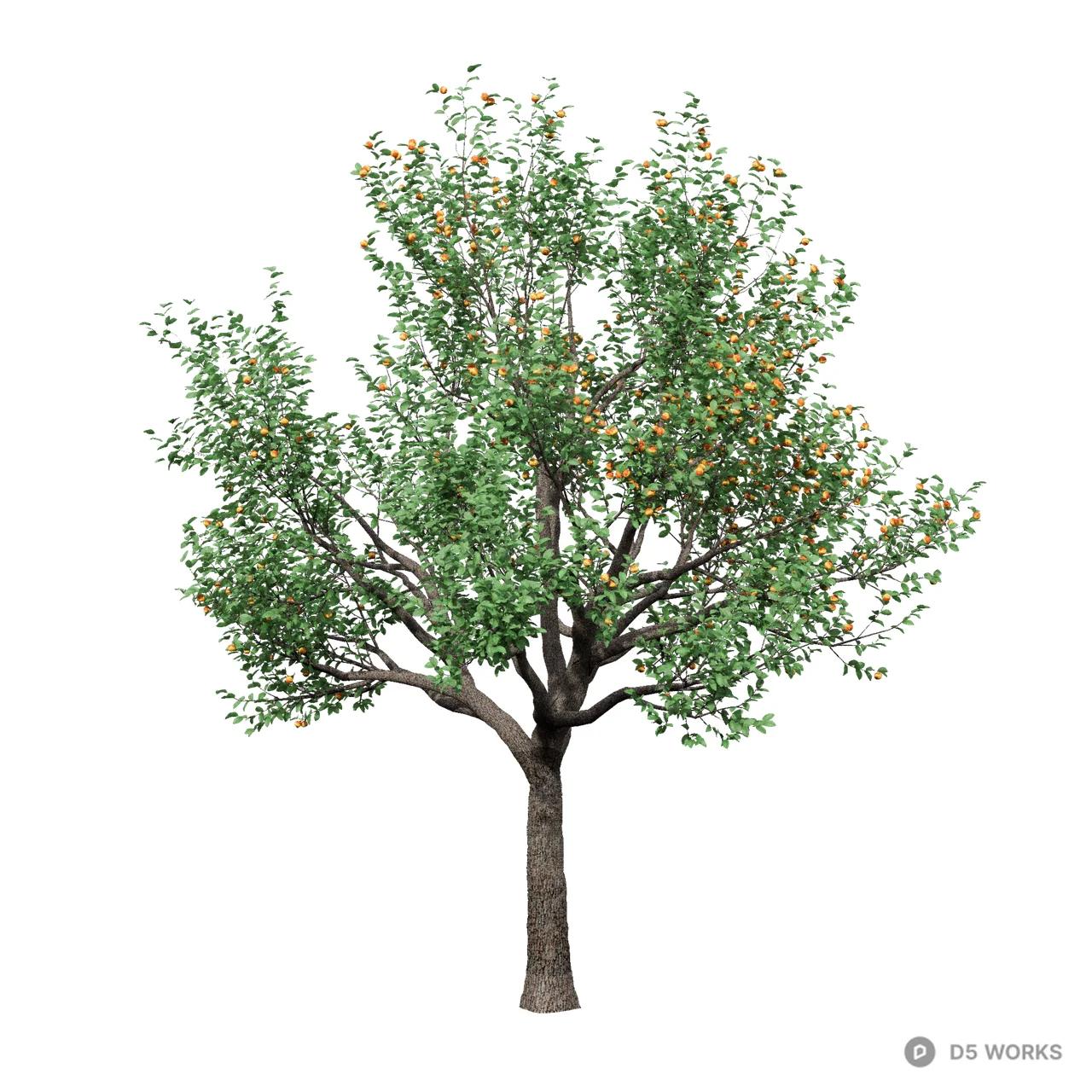 Ziziphus jujuba 01 3d model - Image 1