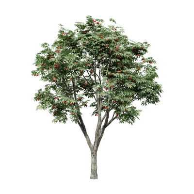 Litchi chinensis 03 3d model