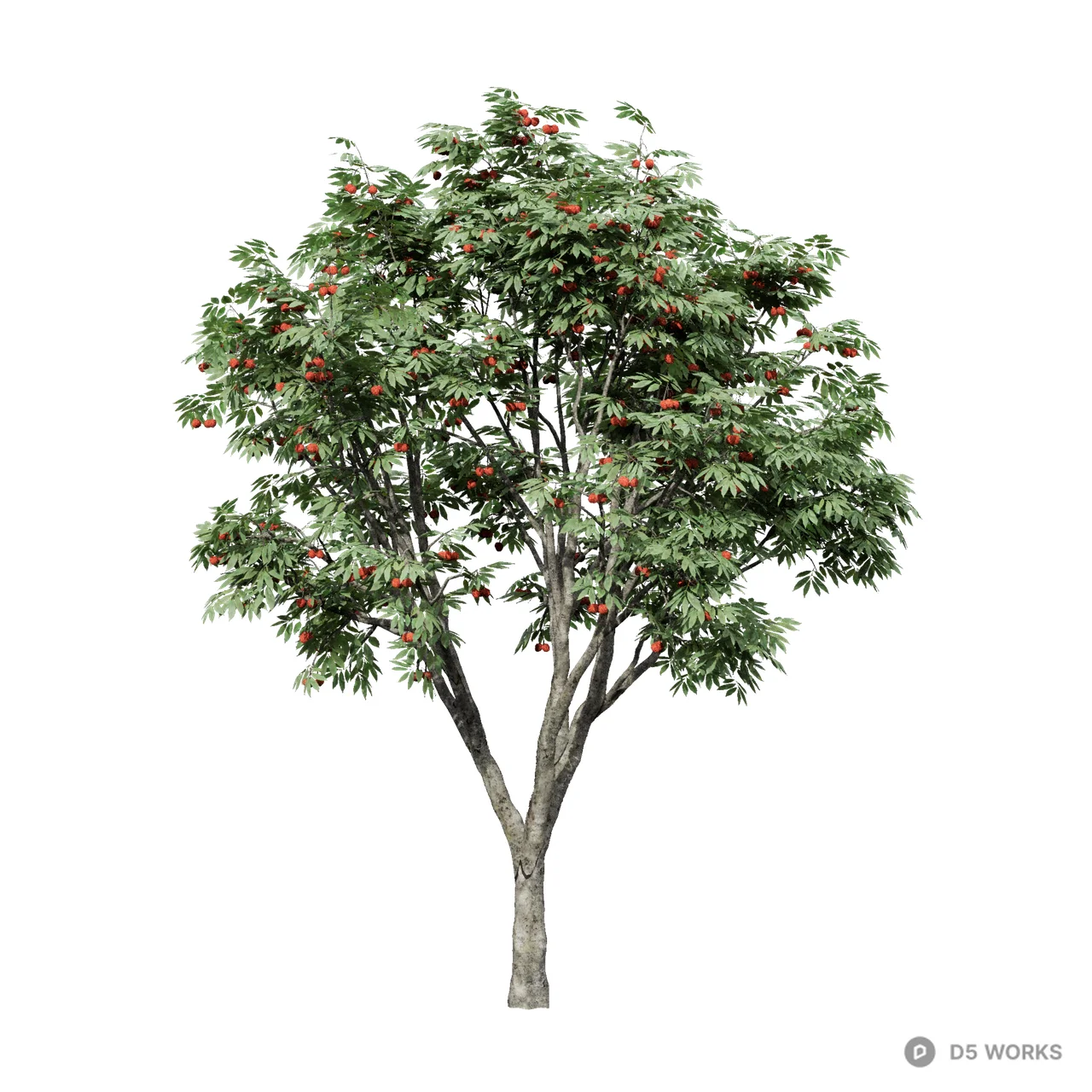 Litchi chinensis 03 3d model - Image 1