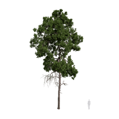 Coniferous Tree Camphor pine 08