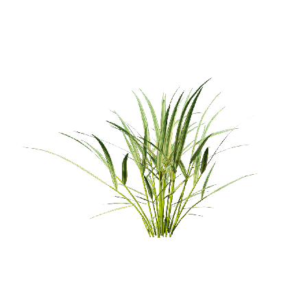 Grass Hakonechloa macra 01