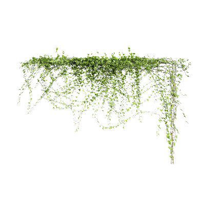 Climbing Plants Cissus sicyoides 01