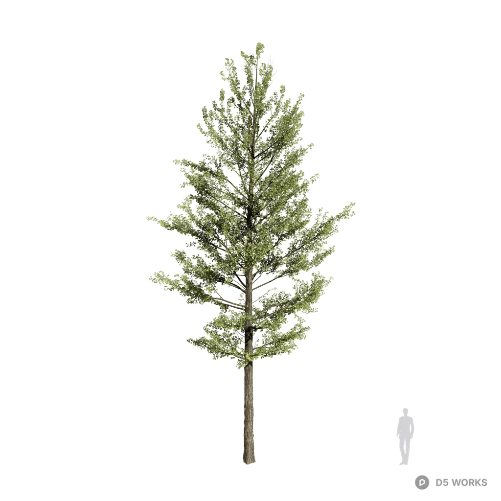Ginkgo biloba 18 3d model - Image 1