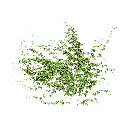 Climbing Plants Rhynchosia volubilis 02