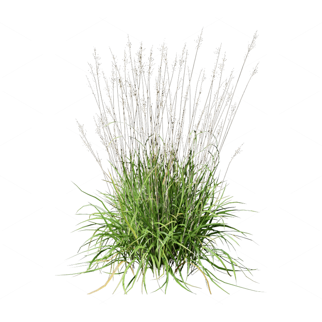Flowers 3D Models