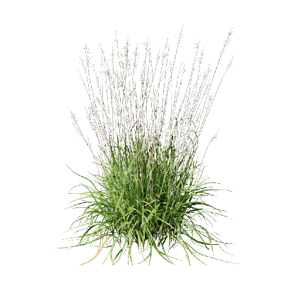 Grass Calamagrostis arundinacea 07