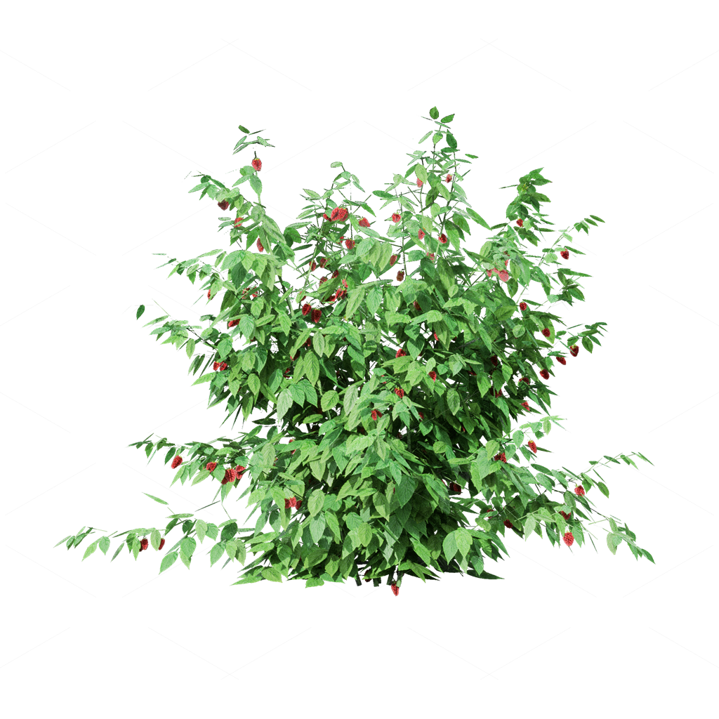 Crops 3D Models