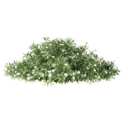 Convolvulus cneorum 05 3d model