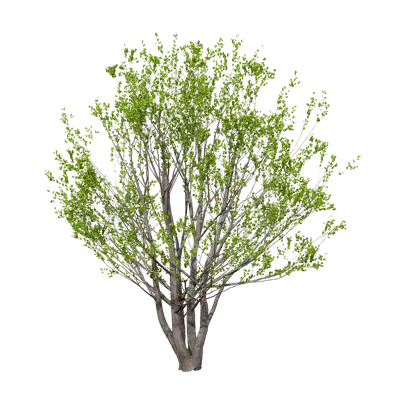 Celtis sinensis Pers 02