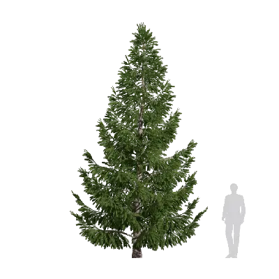 Picea asperata Mast 12 3d model