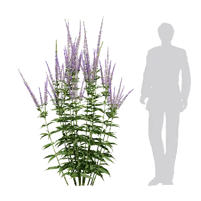 Veronicastrum virginicum 04